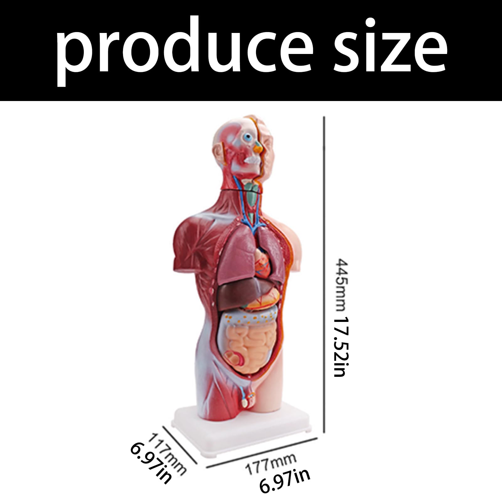 Modello di torso di educazione scientifica con sezioni di anatomia contrassegnate a colori | Base verticale, pezzo dimostrativo per studio scolastico, guida alla preparazione delle lezioni