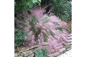 Pink Muhly Grass: A Cotton Candy Dream for Your Yard