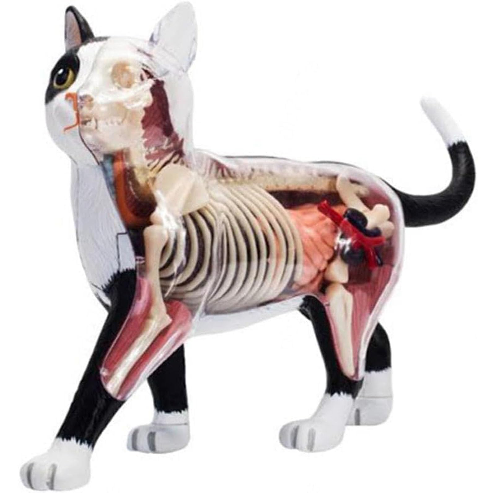 Cat Anatomy Model 4D Vision, 28 organi staccabili per addestramento veterinario e dimostrazioni didattiche, strumento educativo per l'apprendimento dell'anatomia animale