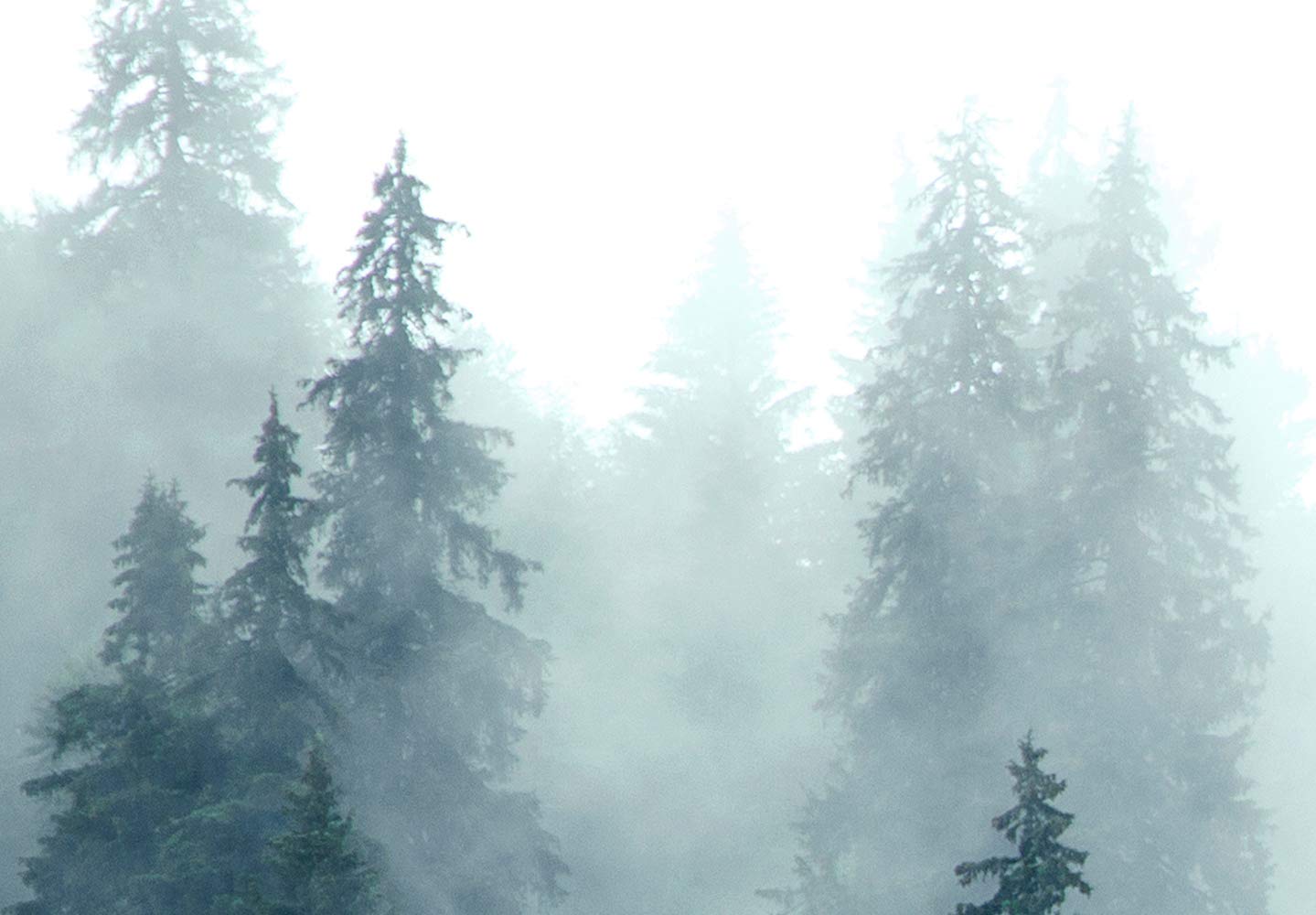 murando Fototapete selbstklebend Wald Nebel 490x350cm Foto Tapete Tapetenfolie Möbelfolie Wandverkleidung Wandtapete Motivtapeten Bildtapete Wohnzimmer 3d Effekt Modern Natur Landschaft skandinavisch