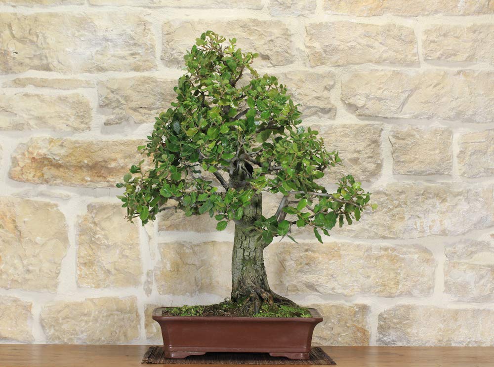 Holm Oak Bonsai Tree 47 | Desertcart Barbados