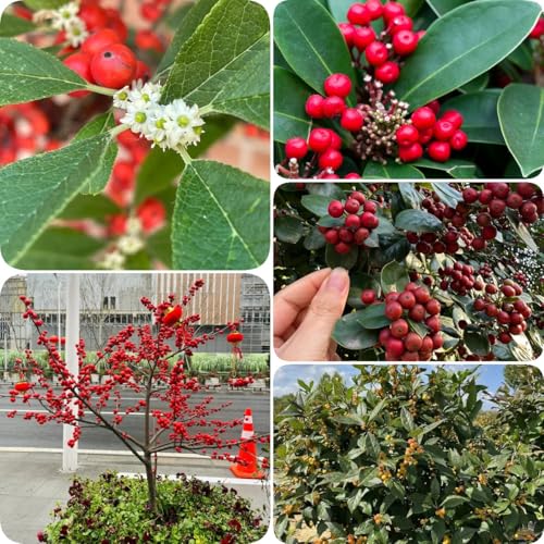 20 pz Semi di agrifoglio giapponese, Acquista semi di alberi e piante esotiche Agrifoglio, pianta di leccio, Piante perenni resistenti, fioriture perenni, piante perenni Vasi per piante