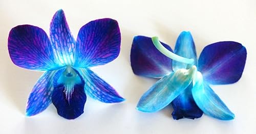 Miniatura 18 de Miami Fresh Orchid Flower OrchidClub USA Sunne Tropical Loose Bloom Head DIY Lei Food Drink Decoración AZUL (100 AZUL REAL)