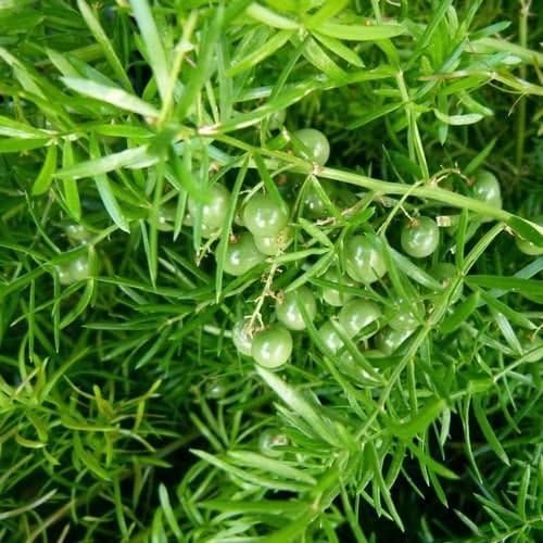 30 Seeds Asparagus Fern Seeds (Asparagus Sprengeri) Amazon.co.uk Garden