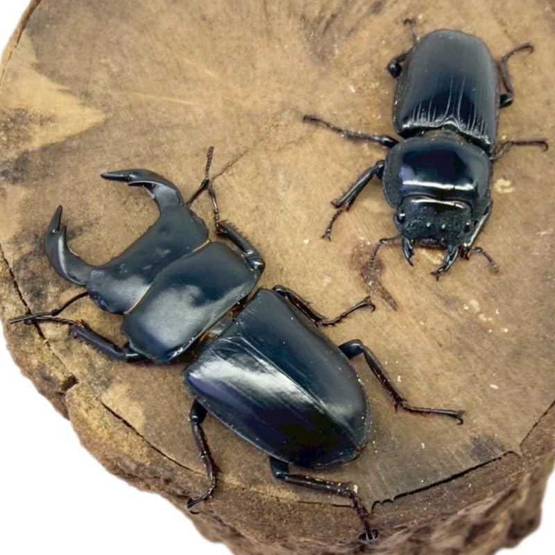 【昆虫 】オオクワガタ ペア 【阿古谷産 現物個体】国産 販売 生体 成虫 昆虫 飼育 観賞 オス メス ペア 人気種 オオクワ 産