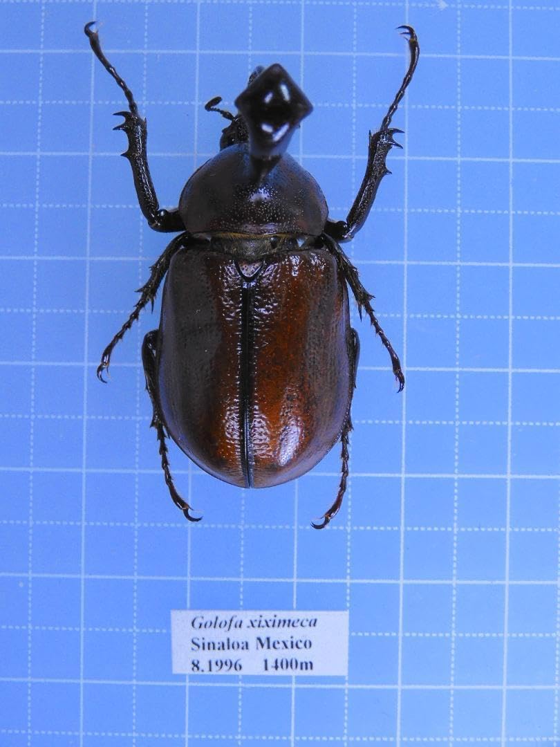メキシコ産　キシメカタテヅノカブト　35mm メキシコ産 キシメカタテヅノカブト 35mm <0729z昆虫標本