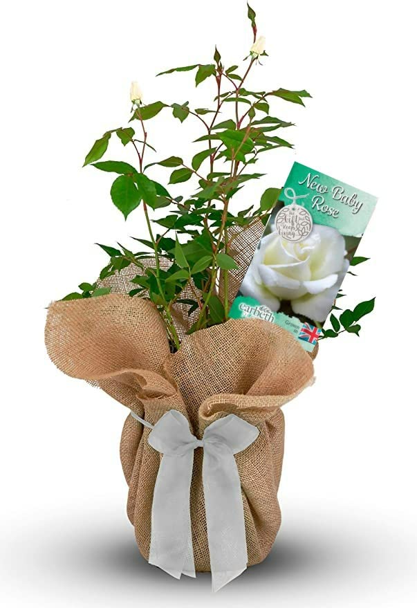Carbeth Plants 1x Gift Wrapped Rose Bush to Celebrate A New Baby