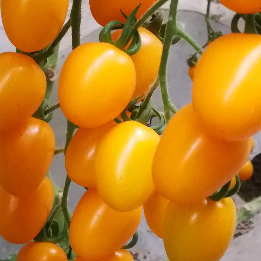 VibeX Organic Gold Cherry Tomatoes Seeds-250 Seeds (B0BBGR768R) Amazon Price History, Amazon Price Tracker