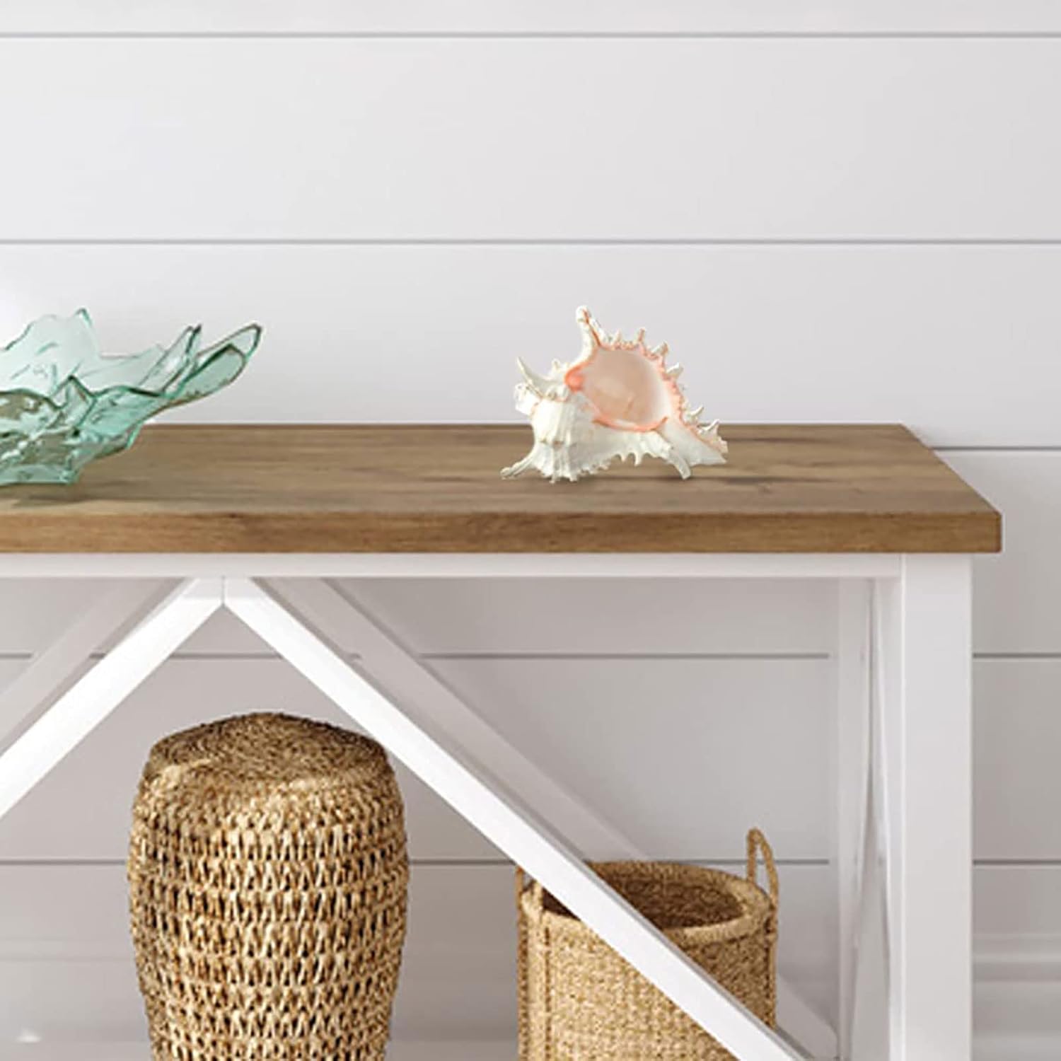 Sea shells,conch shell, Large Seashells - Seashell Display on Table - Sea Shells for Home Decor, Fish Tank(19to20cm)