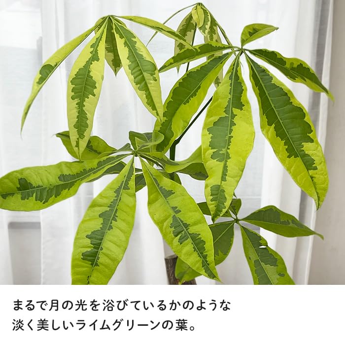 Amazon｜観葉植物 斑入り パキラ ムーンライト 6号鉢 希少 観葉植物