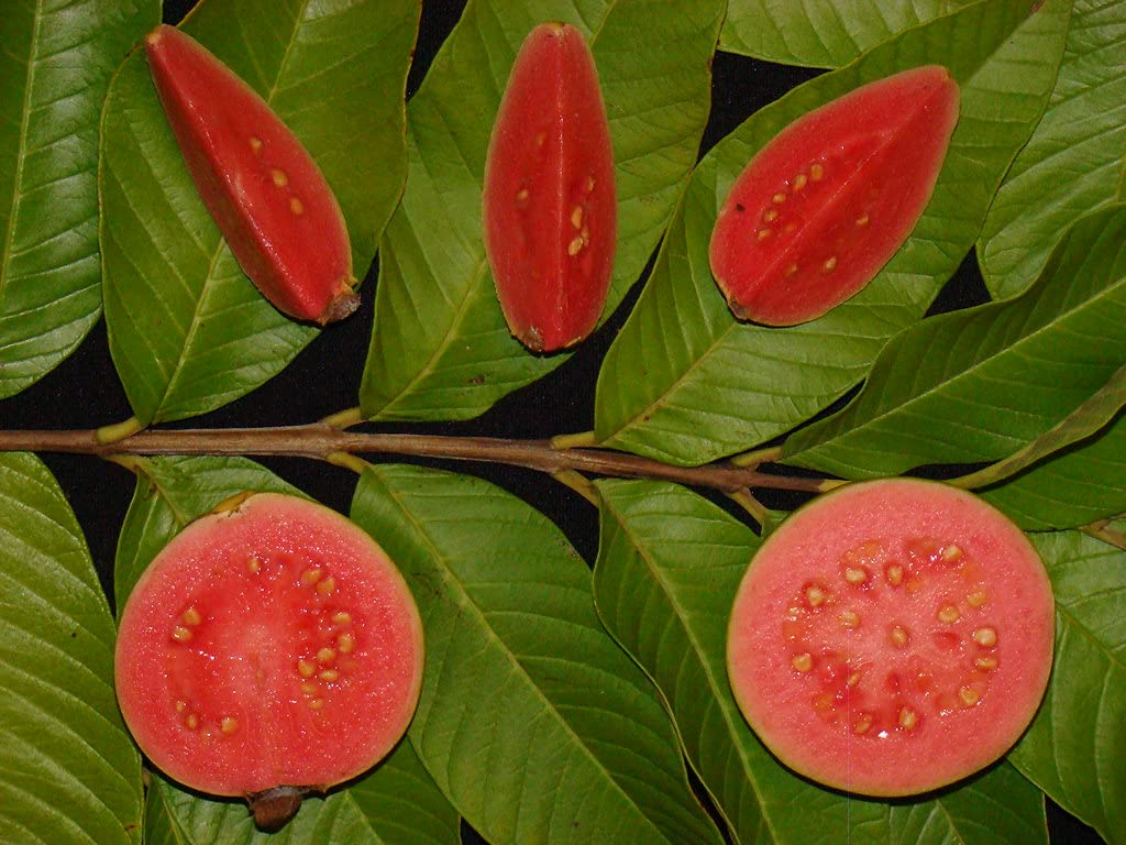 M-Tech Gardens Guava Fruit Plant (Ruby Supreme, Hybrid) Exotic 1 Live Fruit Plant