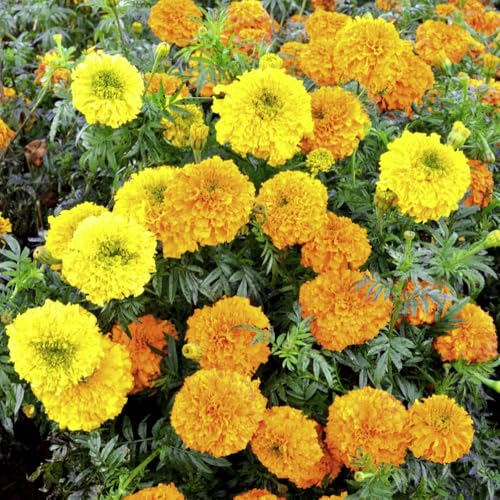 Marigold Indian Kushi First Indian Marigold in UK Vibrant Summer Blooms Long Stems Ideal for Cutting and Garlands Decorative Borders Pots 1x Seed Packet by Thompson and Morgan