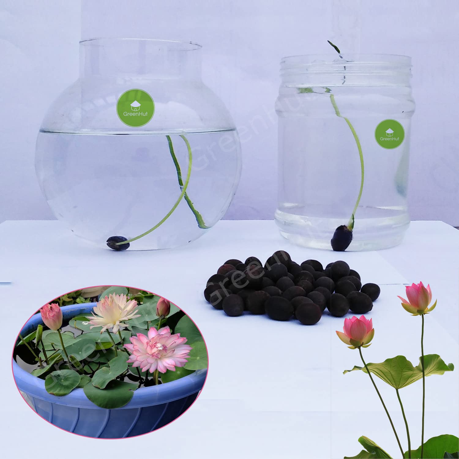 Lotus Seeds for Planting - Grow Stunning Flowers! -2 Lotus Seeds for Planting - Grow Stunning Flowers! -2