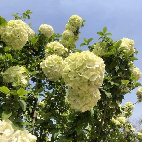 Green Hydrangea (Paniculata) Shrub Flower Live Plant - 18 Inch Height For Yards And Home Garden Decoration #TOP4
