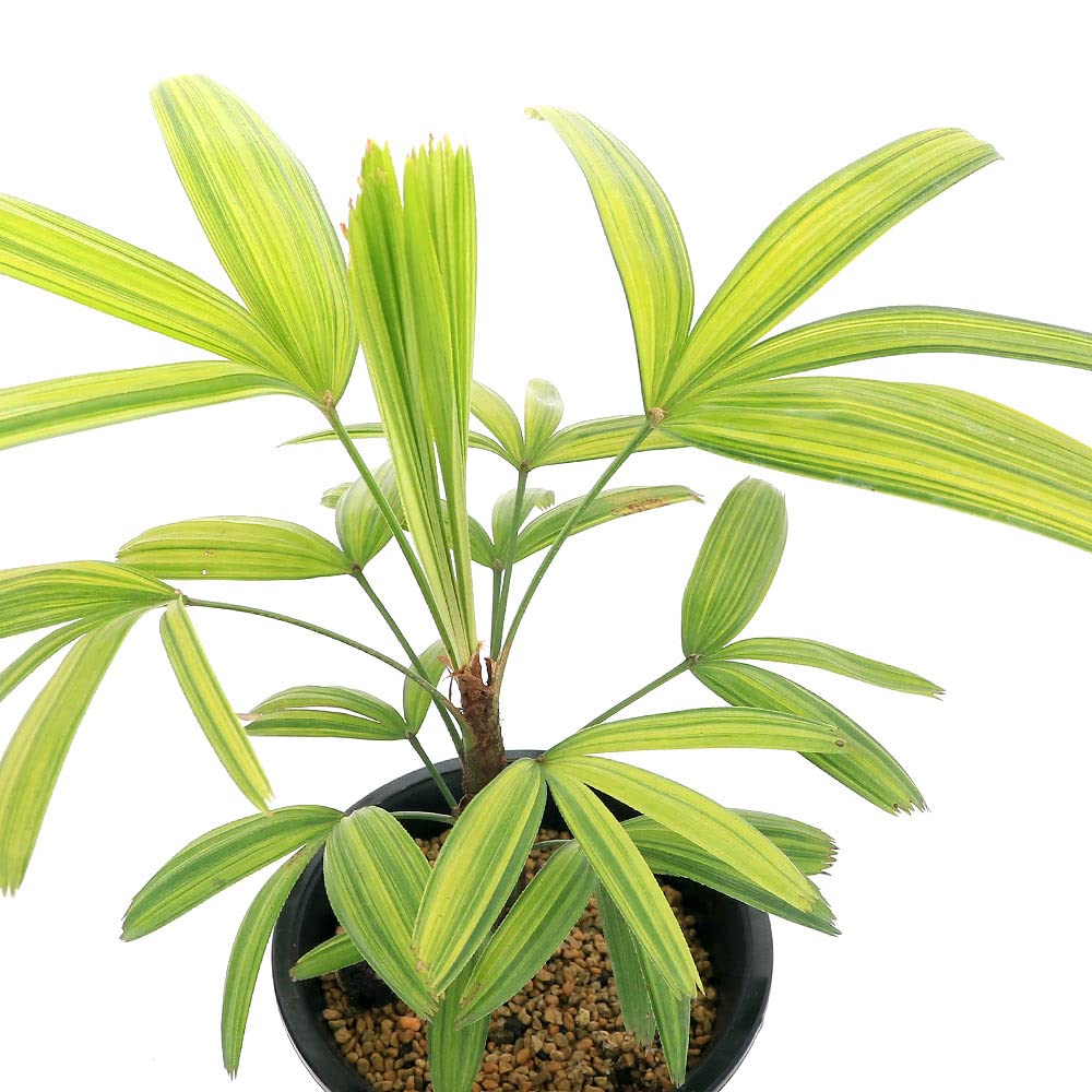 Amazon｜（観葉植物）ヤシ カンノンチク（観音竹） 金鳳錦 4号（1鉢