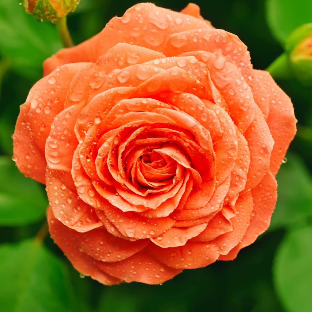 Climbing Rose Live Plant, 6 Months Old Starter, Fragrant Purple Climbing Roses for Planting Outdoor, No Pot (Orange)