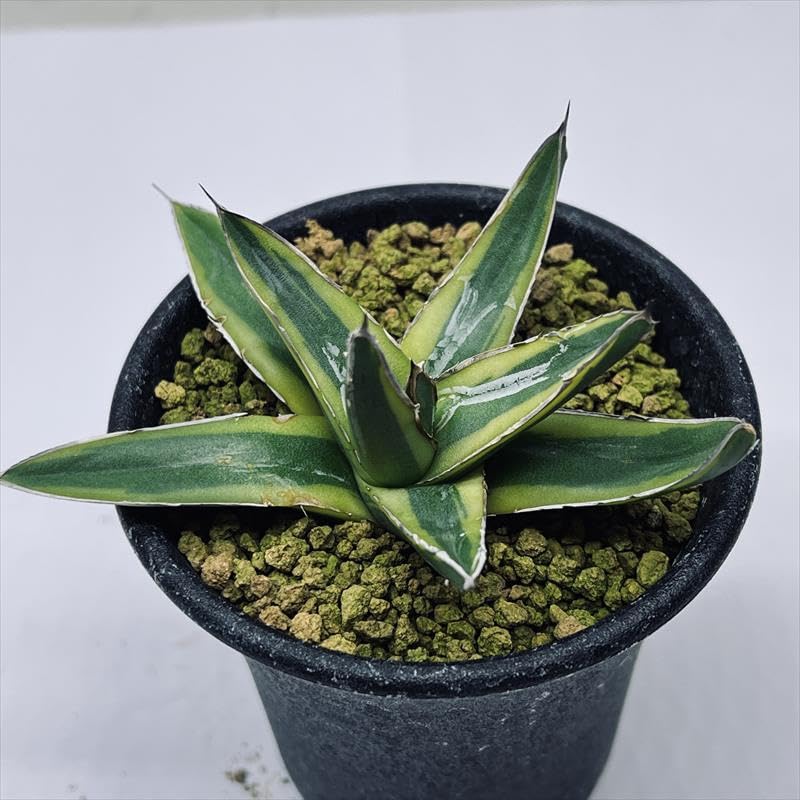 35 アガベ チタノタ （覆輪錦）5 号鉢