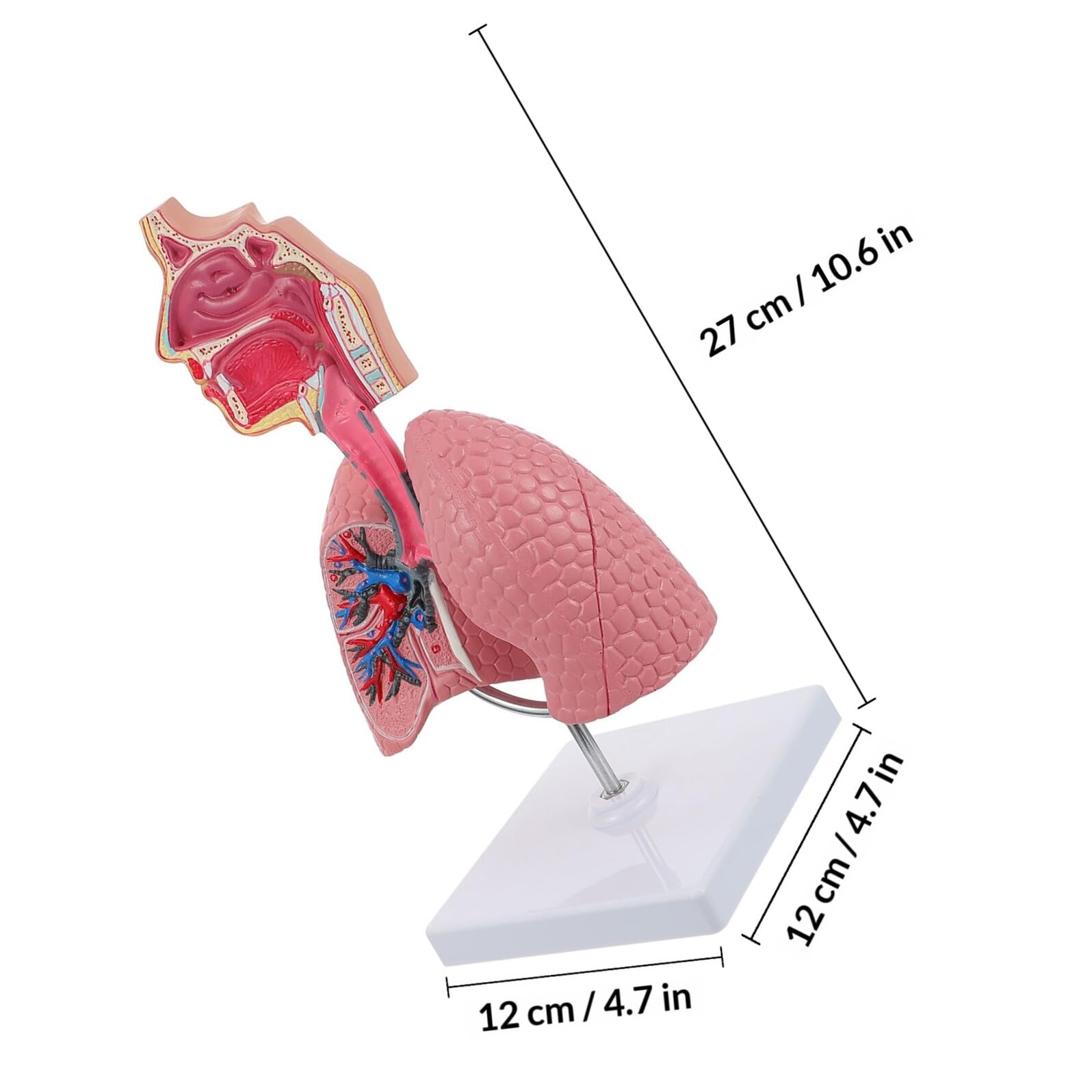 Modello Didattico di Polmone Umano in Pvc Resistente, Modello di Insegnamento Anatomico Scolastico per Fisiologia e Scienze Mediche, Strumento Educativo per Studenti e Scuole