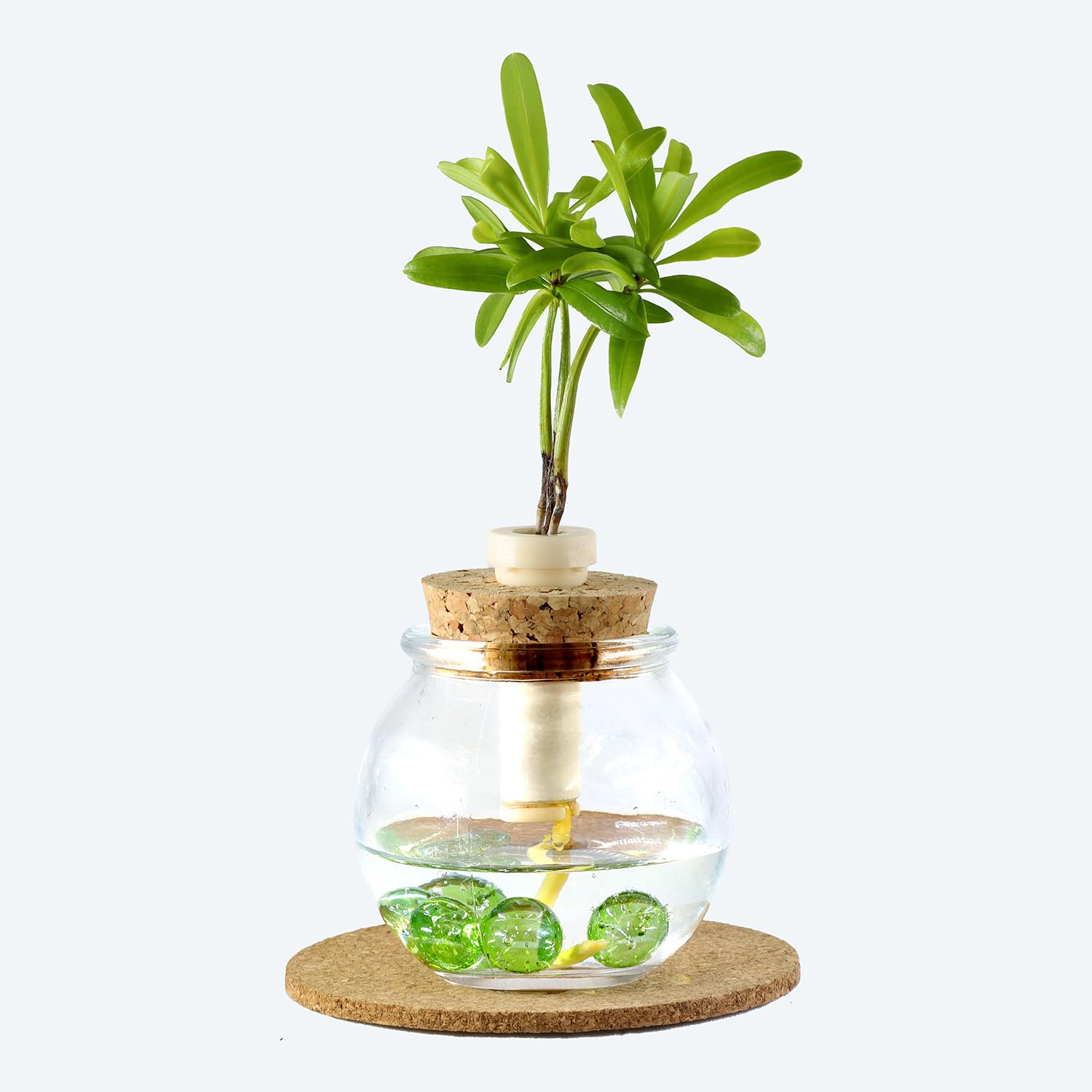 マキ 槙 斑入り 7号鉢つき 極上❗ マキ 槙 斑入り 7号鉢つき 極上