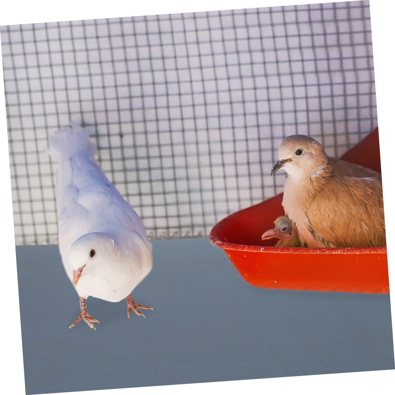 5pcs Bird Cage Sandpaper Sheets Easy Replace Liner Mats for Parrot Cages Cushioned Design for Comfort for Trimming Versatile