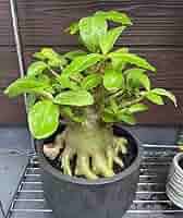 アデニウム　タイソコトラナム　コレクション株　大株 アデニウム タイソコトラナム コレクション株 大株 - メルカリ