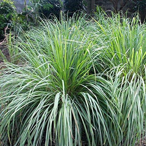 Preisvergleich Produktbild Ferry Outsidepride Lemon Grass - 1000 Samen