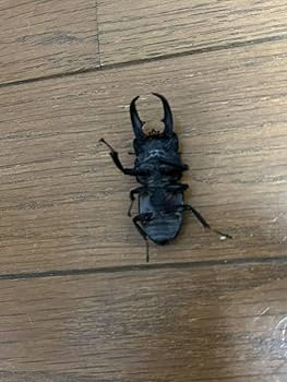 ⭐️⭐️本土ヒラタ♂大型標本⭐️⭐️ 厳選!超極太/大型 倉敷ヒラタ(天然) ♂65.3-22.0-23.1mm♀特大