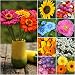 Seed Needs, Butterfly Attracting Annual Cut Flower Wildflower Mixture (100% Pure Live Seed) Bulk Package of 30,000 Seeds
