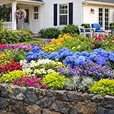Amazing Rock Garden Flower Collection – 55 Bulbs | Mixed Colors (Pink, Purple, White, Blue) Spring Bloomers – Easy to Grow Perennial | Partial Sun to Shade – Zones 3‑8 - Attracts Butterflies & Bees