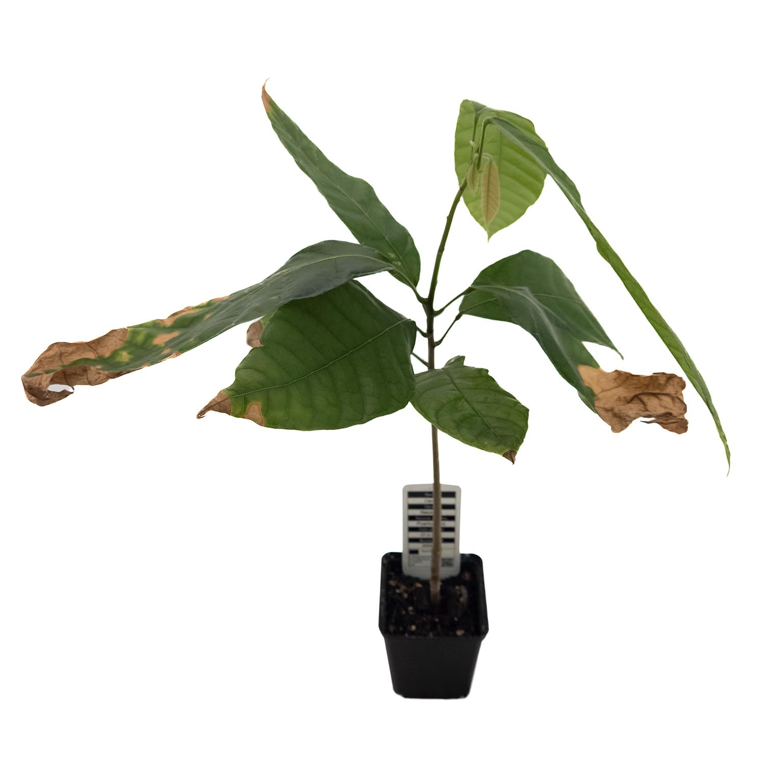 1 Kakaobaum | Theobroma Cacao | Variett Nacional | Kakaopflanze aus Samen  aus Sdamerika | Selten in der EU | Zimmerpflanze | Schokoladenbaum |  Kakaofrucht | Kakaobohnenpflanze : Amazon.de: Garten