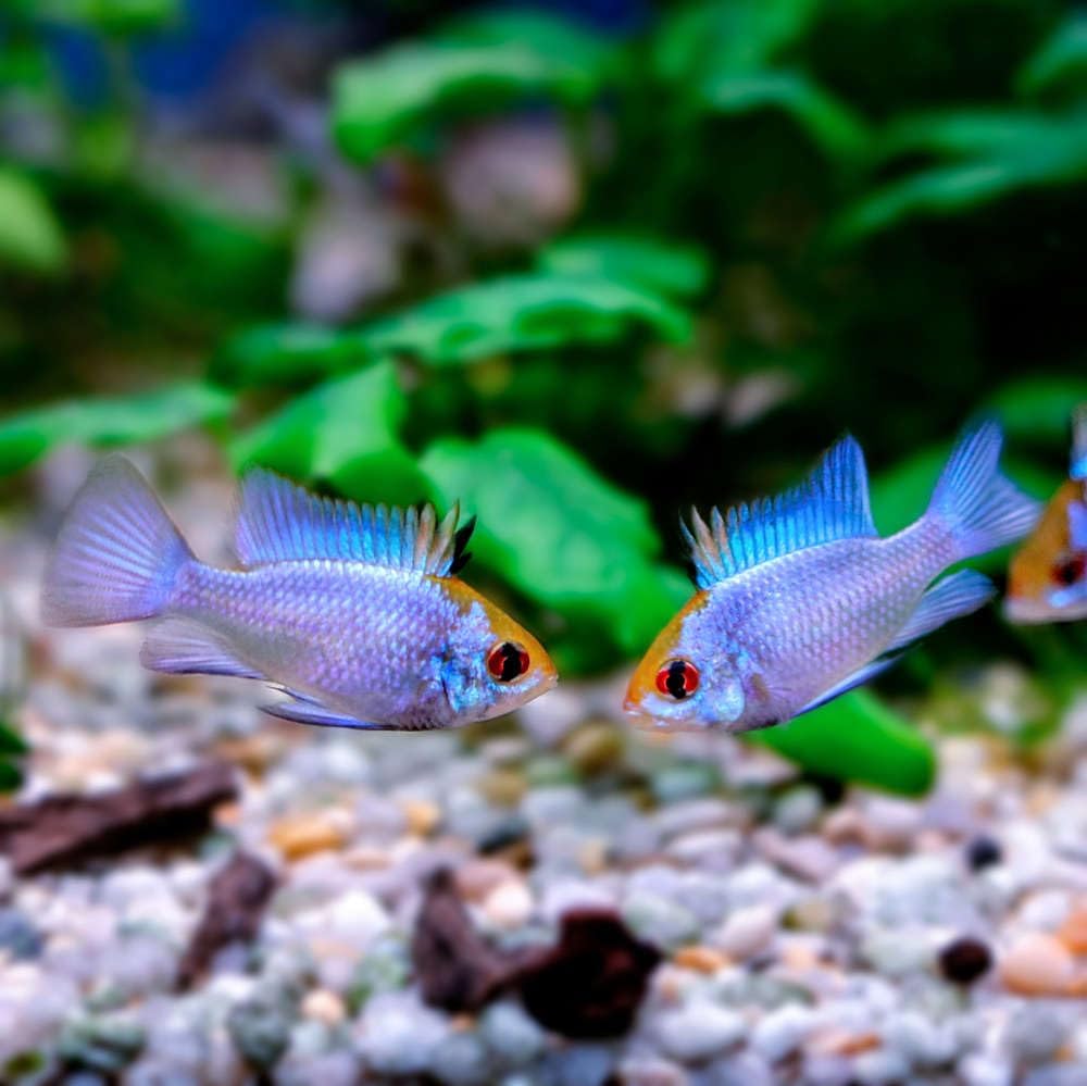 Electric Blue Ram Cichlid (Pack of 2 Fish) - Aquarium Exotic Freshwater Live Fish
