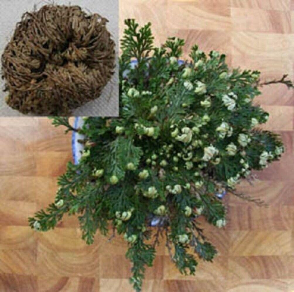 1 Large Live Plant Resurrection Plant Rose of Jericho Dinosaur Fern Miracle Air jodcw (Seeds)