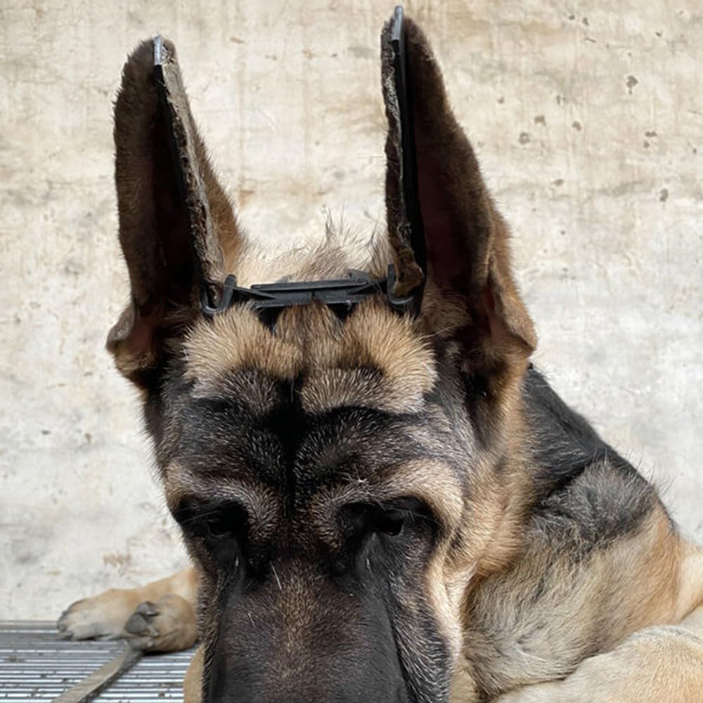 DONGKER Outil de Soin des Oreilles de Chien,Outils D'autocollant d'oreille de Chien de Compagnie pour Doberman Pinscher Chien Samoyède Berger Grand Danois
