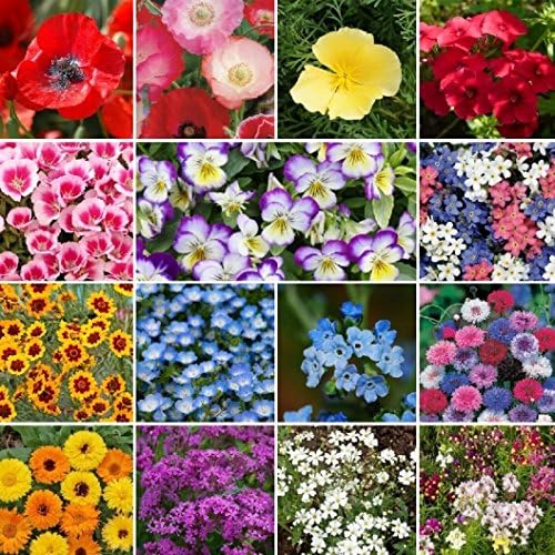 Non GMO Bulk Shorty Low-Grow Wildflower Seed Mix 15 Species of Wildflower Seeds (5 lbs)