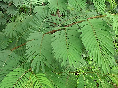 Miniatura 9 de Neotea Arappu  Albizia Amara Polvo (2.2 lbs)