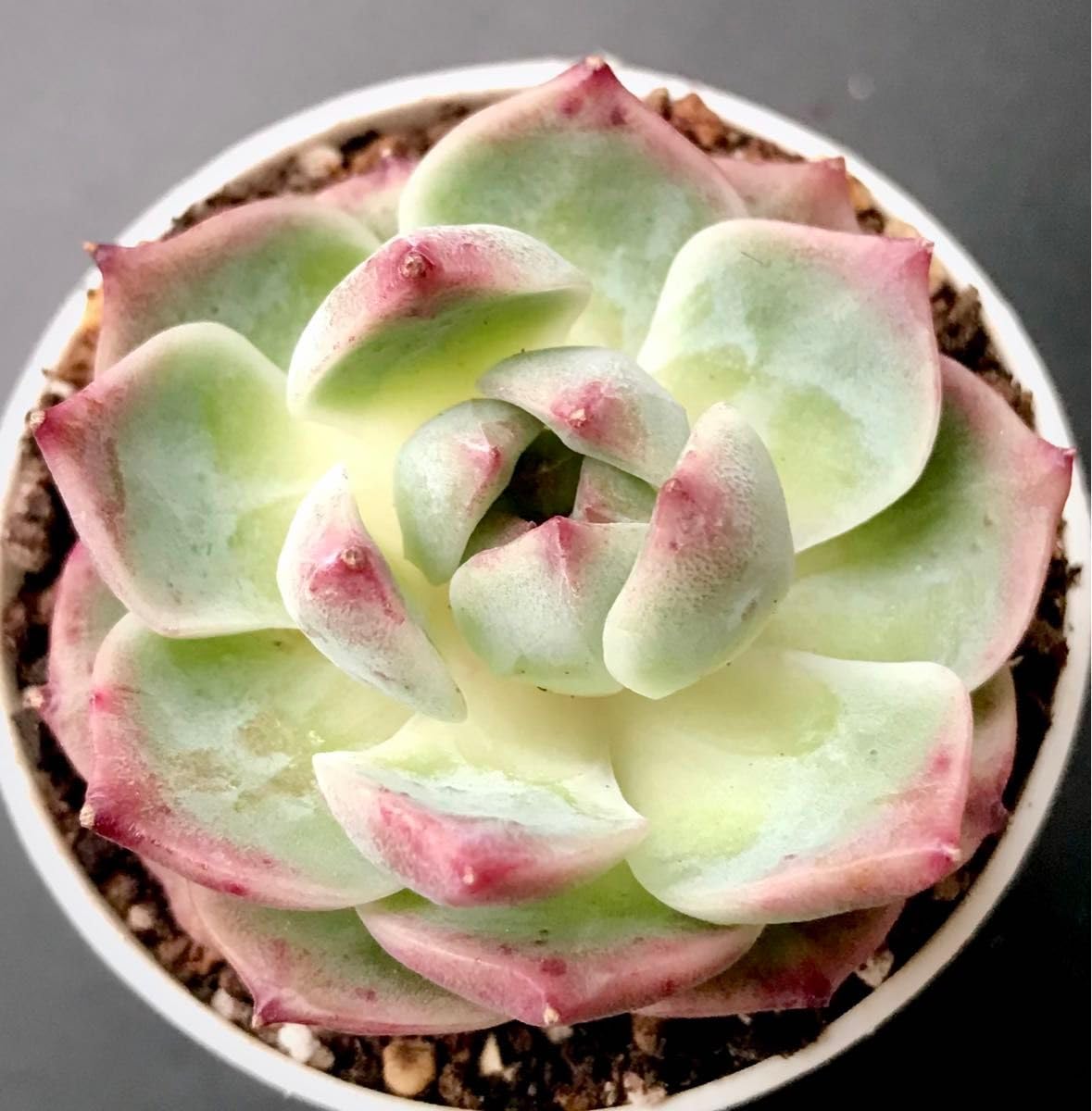 美苗シルエット大苗 【公式通販】