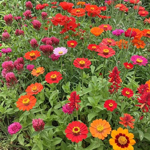 Image of Ferry-Morse Red Bulk Wildflower Seeds, 440,000+, 1 lb