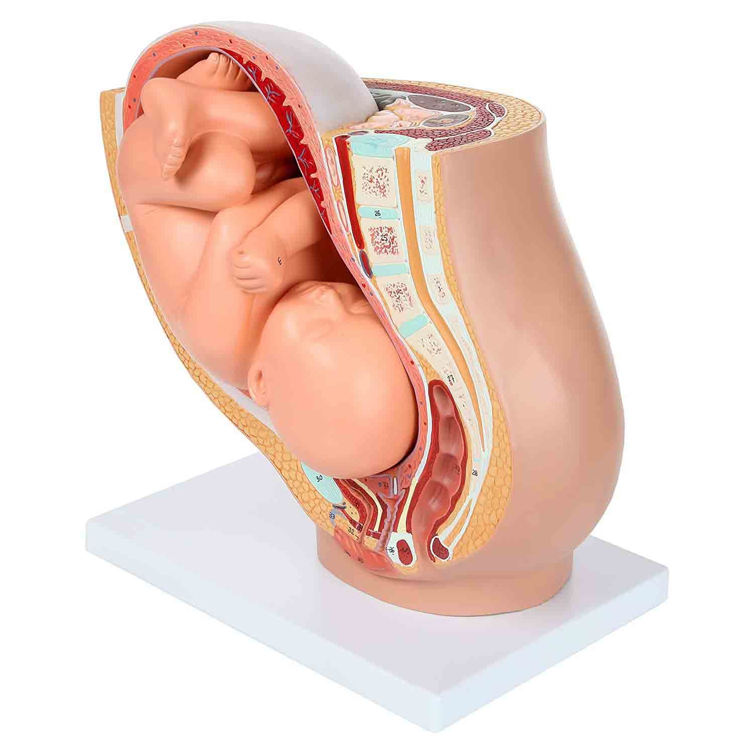 Xiaoxu Modelo anatómico de Pelvis para el Embarazo. Modelo didáctico para partería. Incluye un Modelo de feto a término extraíble, anatomía de la Placenta y más de 40 Puntos de Referencia anatómicos.