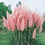 300 Ornamental PINK PAMPAS GRASS SEEDS FLOWERING PERENNIAL HUGE BLOOMS