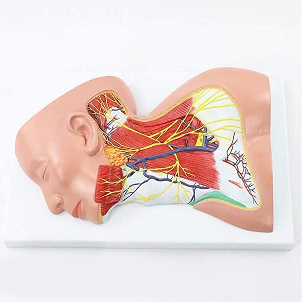 Anatomical Model by Use of Human Neck, Superficial Muscular Model and neurovascular Neck, equal scale 1: 1 for Display
