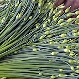 TomorrowSeeds - Chinese Garlic Chives Seeds - 1000+ Count - for 2026 Planting Dah Yeh Broad Leaf Jiuchai Tuberosum Rottler USA Perennial Herbs Flower Green Onion Scallion Asian Chive Leek