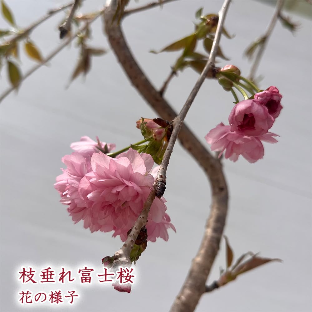 Amazon.co.jp: 選べる 枝垂れ桜 ポット苗 10.5cmポット 枝垂れ富士桜