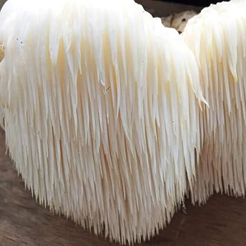 Lions Mane Mushroom (Hericium erinaceus) 10ml Liquid Culture Syringe Sample for Mushroom Cultivation Growing on Grain or Agar