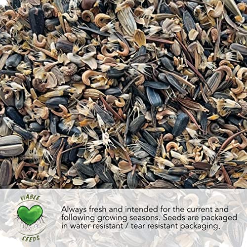 Seed Needs, Culinary Herb Seed Packet Collection (12 Individual Varieties of Herb Seeds for