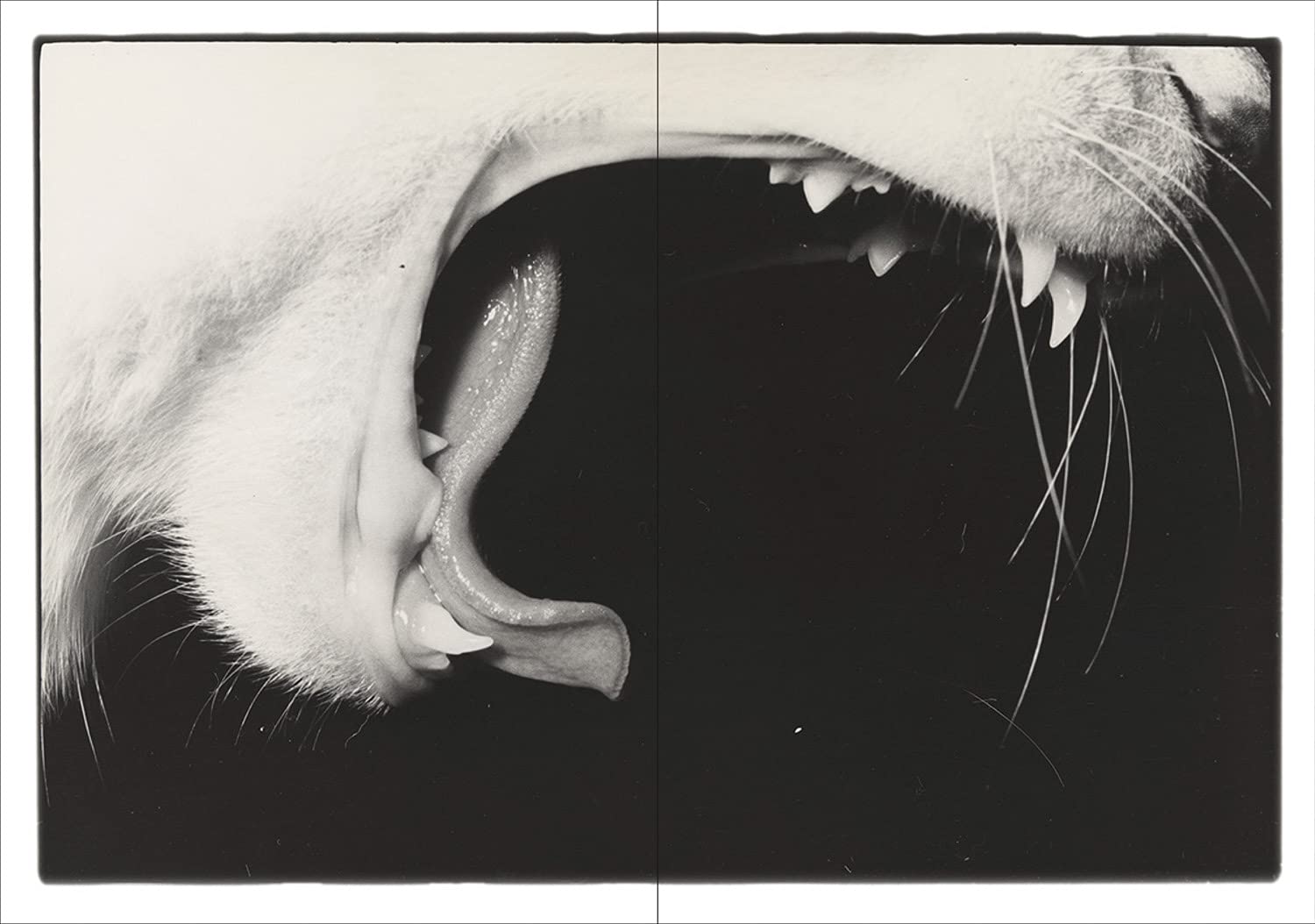 Sasuke - Masahisa Fukase