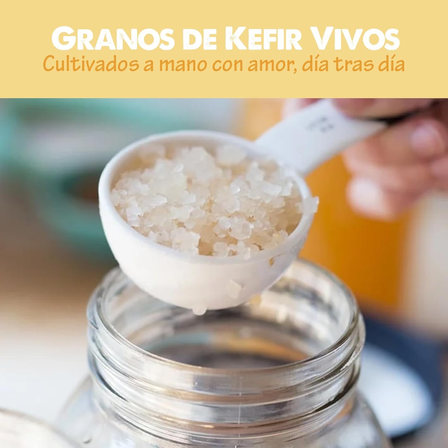 100g Hongo/Nódulos Frescos de Kéfir de Agua + Instrucciones + Recetas + Ayuda y Asesoramiento en español - OH MY KÉFIR®