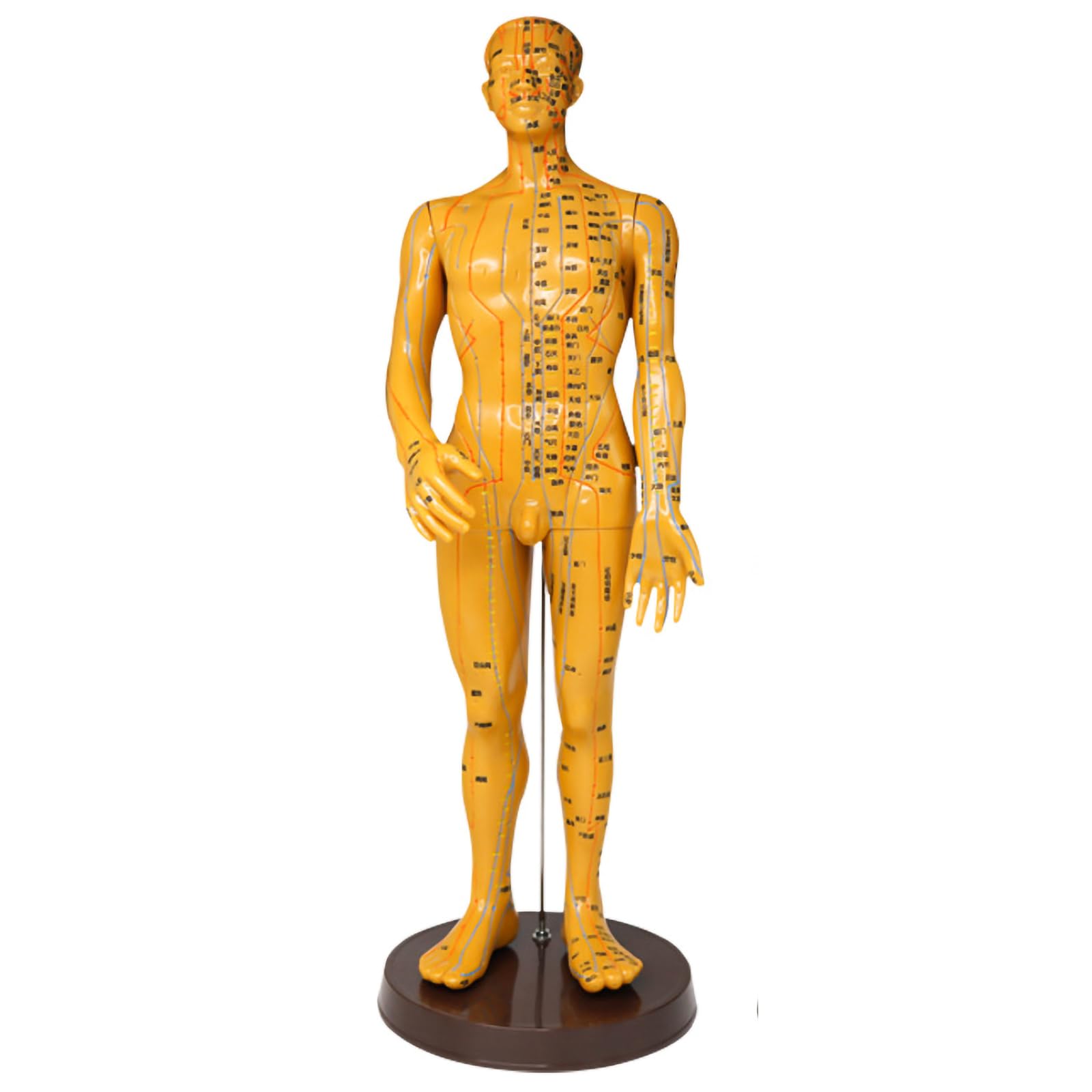 Modèle d'acupuncture de 50 cm avec trajets de méridiens ultra-clairs