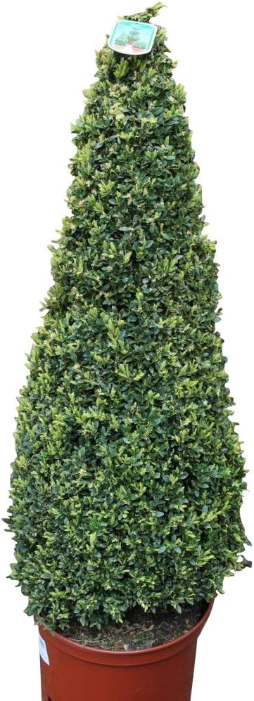 Buxus sempervirens Pyramid Shape Box LARGE MATURE Plant 1M Tall