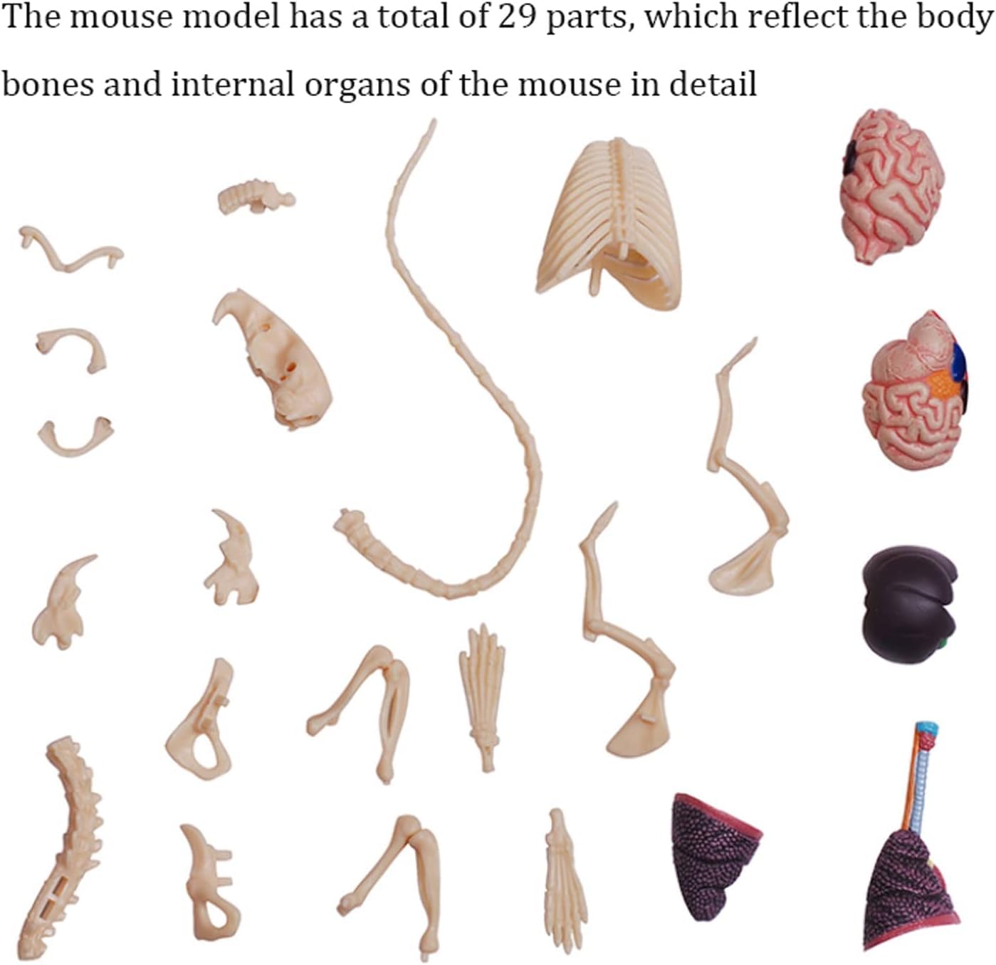 Modelo de enseñanza, Modelo de anatomía Animal, Modelo anatómico de ratón 4D 29 órganos y Partes del Cuerpo Desmontables Grandes Regalos para educación Medicina Veterinarios Exquis