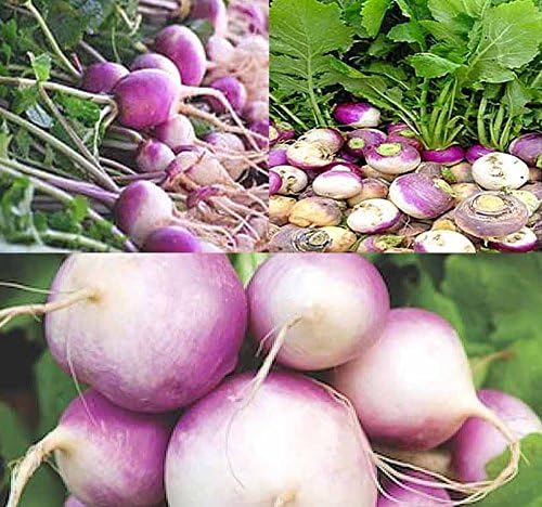 1 lb (180,000+ Seeds) Purple Top White Globe Turnip seeds - Greens contains even more nutrients - 50 Days until Harvest - Non-GMO Seeds By MySeeds.Co (1 lb Purple Top White Globe Turnip)